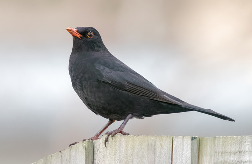 Free HTML5 template by FREEHTML5.co